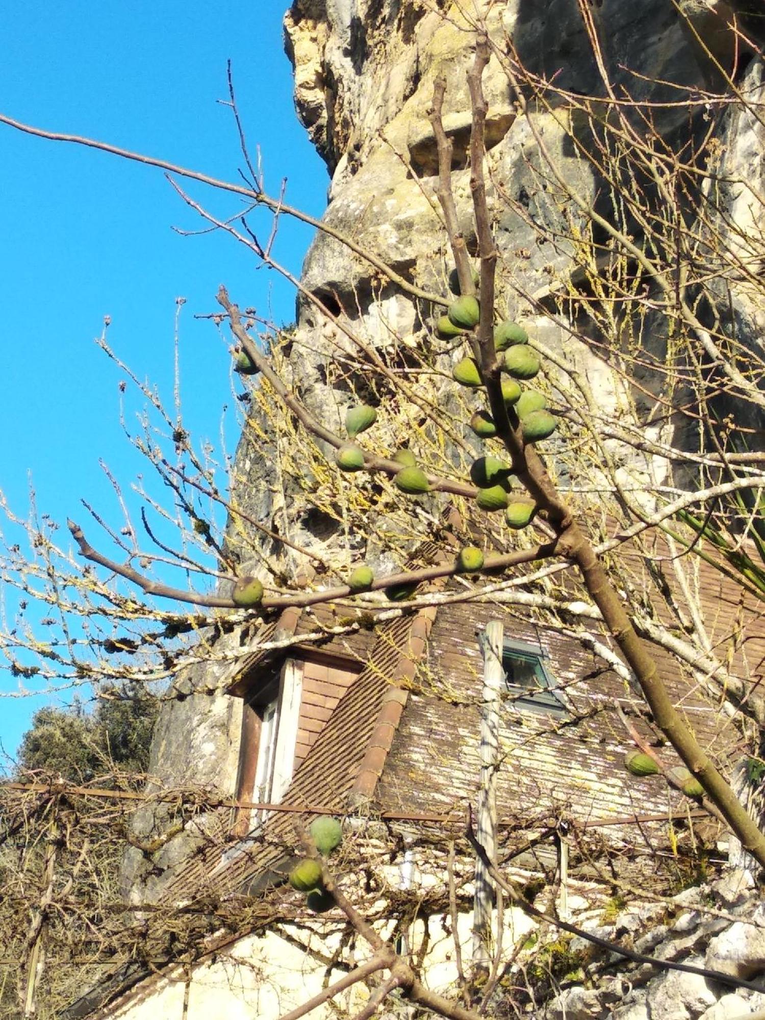 Maison Les Glycines La Roque-Gageac Kültér fotó